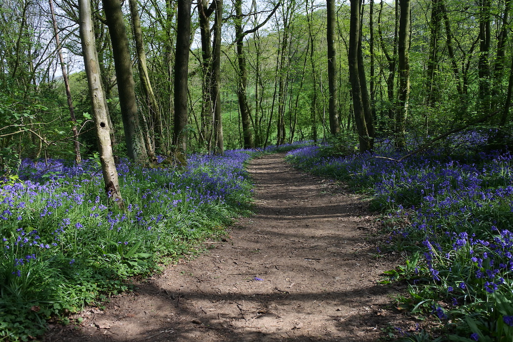 Scilles au Mont des Cats