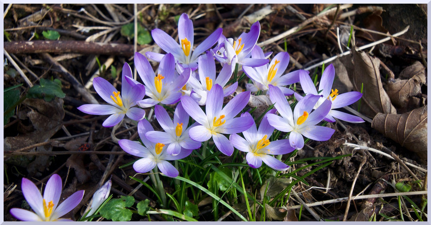 Crocus