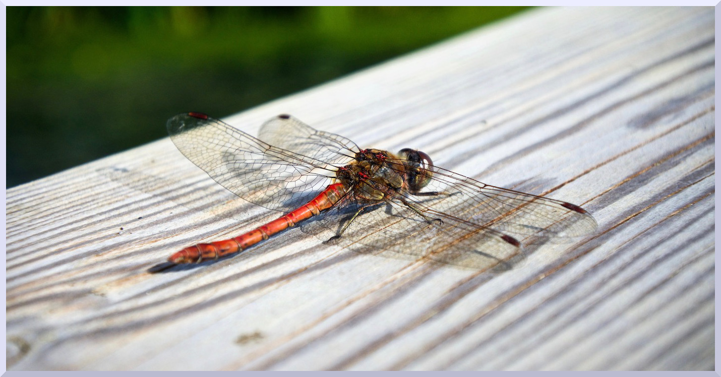 Sympetrum