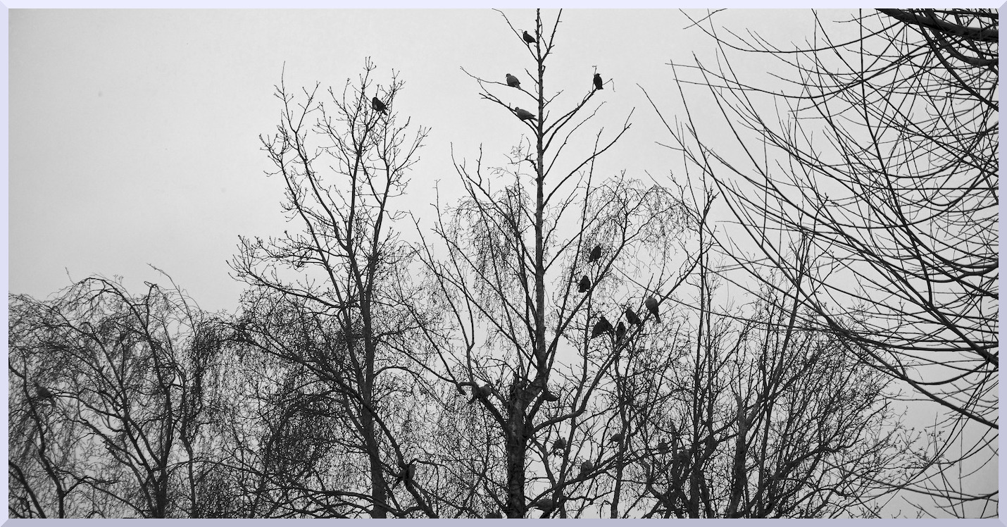 Oiseaux sur les branches