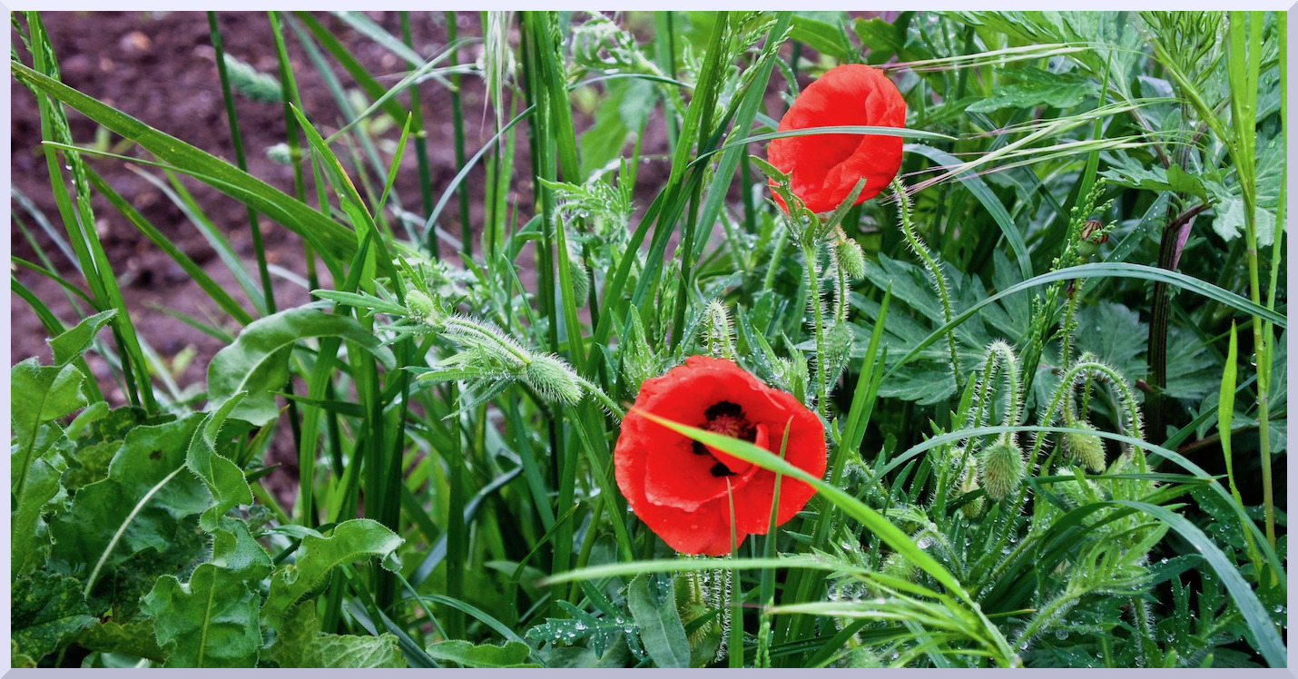 Coquelicots