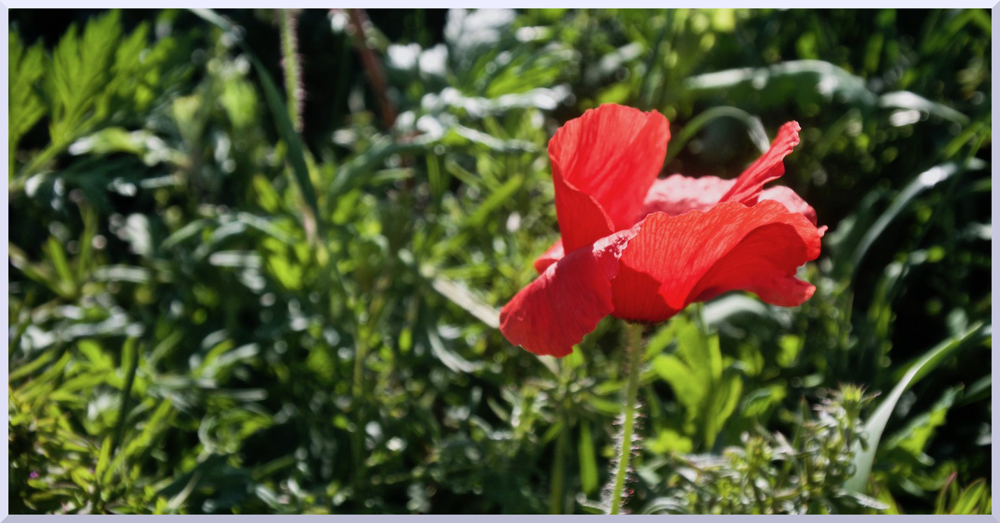 Coquelicot