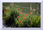 Coquelicots