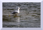 Mouette Bellekindt