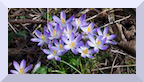 Crocus