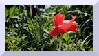 Coquelicot