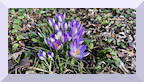 Crocus